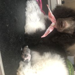 Poodle Puppies from Tails Up Standard Poodles