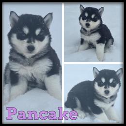 Pancake - Black and white female Siberian Husky puppy in Wheeler, Michigan from Haase Family Kennels