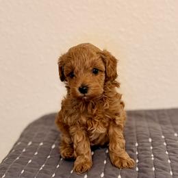 Roo - Red  male Goldendoodle puppy in Bells, Texas from Partridge Doodles and Poodles