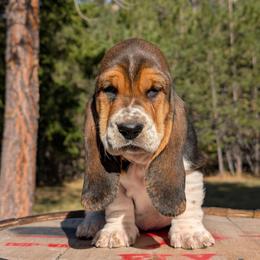 Dani - Black brown and white female Basset Hound puppy in Polson, Montana from BeautyBea's Flathead Lake Bassets