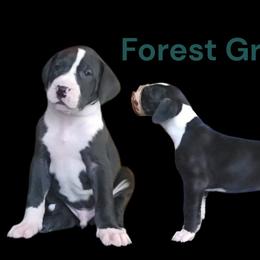 Forest Green - Mantle male Great Dane puppy in Brookings, South Dakota from Debonair Danes