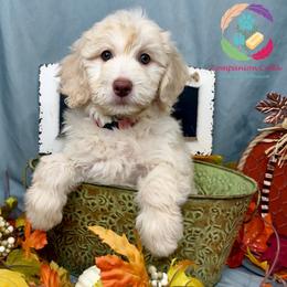 Dumplin' - Caramel cream female Labradoodle puppy in Bowman, Georgia from Companion Creek Farm