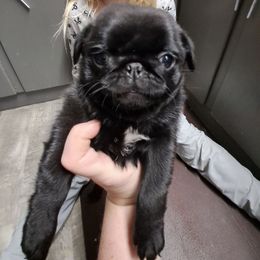 Butterball - Black female Pug puppy in Woodland, Washington from Moore's Little Pug's