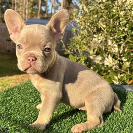 French Bulldog Puppies from Melvin Hodges