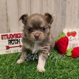 Colt - Chocolate blue male Chihuahua puppy in Bowdon, Georgia from Paschal's Pups
