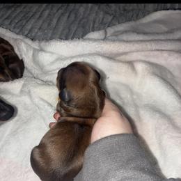 Asia - Red female Dachshund puppy in Madisonville, Tennessee from L&A Dachshunds