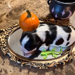 Rocket - Tri-color male Cavalier King Charles Spaniel puppy in Avoca, New York from Palladino’s Cavaliers of Upstate NY