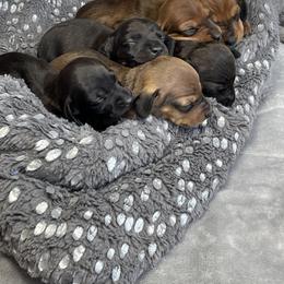 Dachshund Puppies from Army of Dachshunds