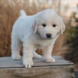 Girl 7 Coral - White female Great Pyrenees puppy in Yakima, Washington from Naches Heights Ranch