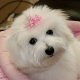 Cotons de Tulear from Daydreaming Cotons