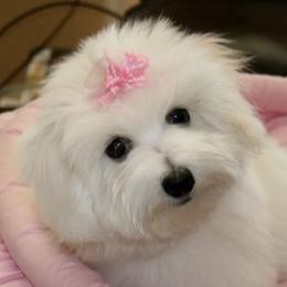 Cotons de Tulear from Daydreaming Cotons
