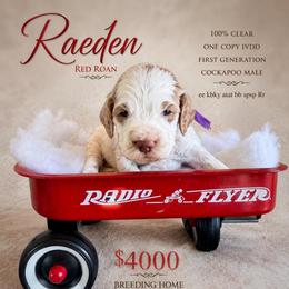 Boy 1 - Red roan male Cockapoo puppy in Connersville, Indiana from MoonShine Babies