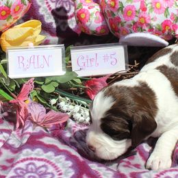 Girl 5 - Liver and white female English Springer Spaniel puppy in Washington from Huntin' Buddies
