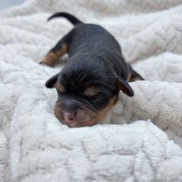 Ophelia - Black and tan female Cavapoo puppy in Awendaw, South Carolina from LierChonPoo