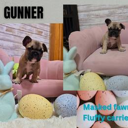 Gunner - Fawn and white male French Bulldog puppy in North Branch, Minnesota from Halverson Bulldogges