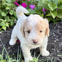 Girl 6 - Yellow and white female Bernedoodle puppy in Russiaville, Indiana from Pleasant Creek Minibernedoodles