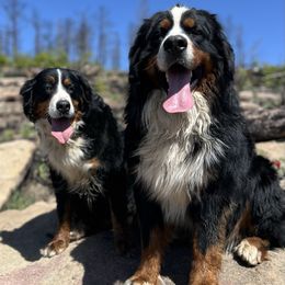 Otto - Bernese Mountain Dog