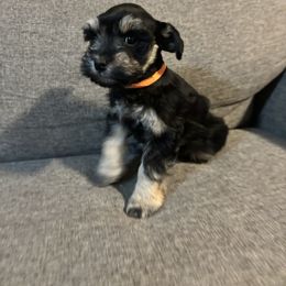 Gus - Black and silver male Miniature Schnauzer puppy in Plaucheville, Louisiana from Honey Doux Southern Paws