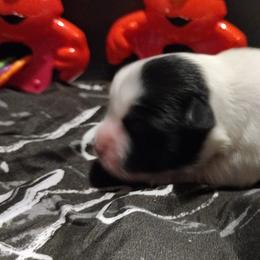 Coton de Tulear Puppies from Marilyn Edwards