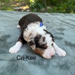 Cri-Kee - Chocolate merle male Bernedoodle puppy in New Ringgold, Pennsylvania from Hawk Mountain Doodles