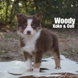 Woody - Red tri-color male Australian Shepherd puppy in Grapeland, Texas from Smokin K Aussies