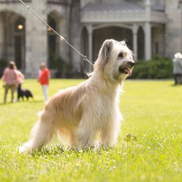 Rosé - Pyrenean Shepherd