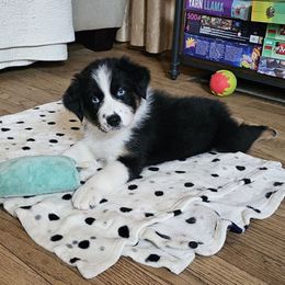 Dragon - Black tri-color male Australian Shepherd puppy in Columbus, Ohio from Gypsy River Aussies