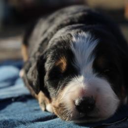 Flint - Tri-color male Bernese Mountain Dog puppy in Long Creek, Oregon from Arlin Horst's Bernese Mountain Dogs