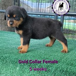 Rottweiler Puppies from Vom Haus Curbeam Rottweiler Kennel, LLC