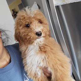 Maisy - Apricot female Goldendoodle puppy in Milwaukwe, Wisconsin from Wisconsin Doodles