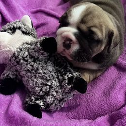 Bulldog Puppies from K&D Bulldogs