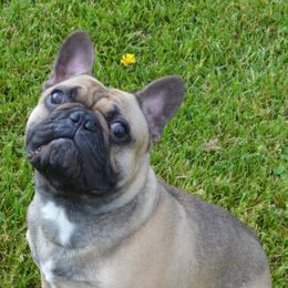 French Bulldog All Grown Up from Holcomb's French Bulldogs