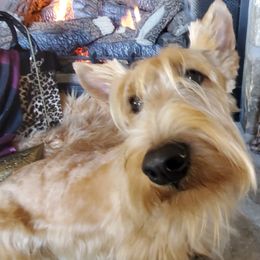 Annabelle - Scottish Terrier