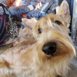 Annabelle - Scottish Terrier