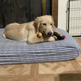 Sig Sauer AKC boy - Golden male Golden Retriever puppy in Joshua, Texas from 3 Gun Retrievers