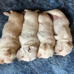 Labrador Retrievers from Foster’s Labs