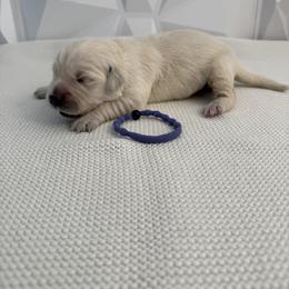 Purple collar - Light golden female Golden Retriever puppy in Radcliff, Kentucky from It’s A Golden Life