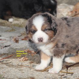 Zeb, blue eyes - Blue merle male Miniature American Shepherd puppy in Hillsdale, Michigan from Faithwalk Aussies and Mini American Shepherds