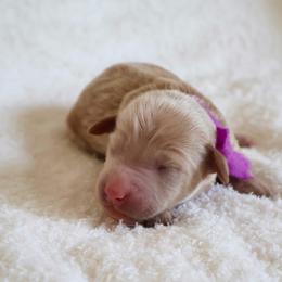 Auburn - Purple - Red  female Goldendoodle puppy in Ruthorfordton, North Carolina from Duncan Doodles Goldendoodles