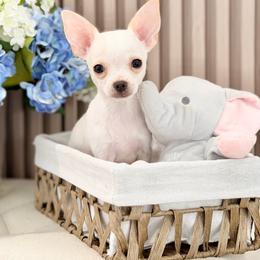 Harley - Cream and white male Chihuahua puppy in Oviedo, Florida from ROYALCHIHUAHUAPUPPY