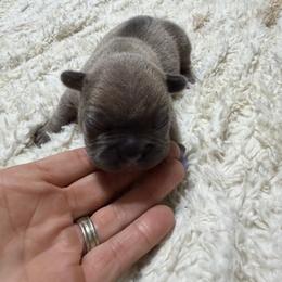 French Bulldog Puppies from B’s Frenchies