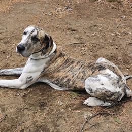 Brinceton - Great Dane