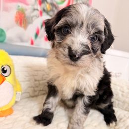 Polar - Blue merle male Aussiedoodle puppy in Dickerson, Maryland from Pawsome Aussie Doodles and Oodles