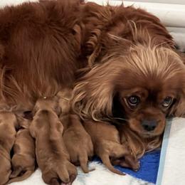 Puppy Boy 3 - Ruby male Cavalier King Charles Spaniel puppy in Fair Haven, New Jersey from Lauren Blades