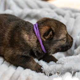 P'Purple Female 2 - Sable female German Shepherd puppy in Alum Creek, West Virginia from Stay Wild K9