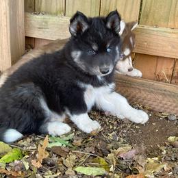 Jet - Black and white male Siberian Husky puppy in Elkin, North Carolina from Blue Ridge Shadow Huskies