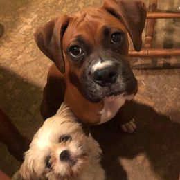 Boxers and Shih Tzus from Amy Vandernick's Boxers & Shih Tzus