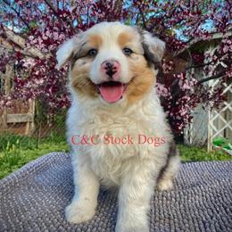 Australian Shepherd Puppies from C&C Ranch