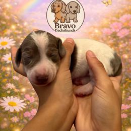 Fergie - Piebald female Dachshund puppy in Homstead, Florida from Bravo Dachshunds