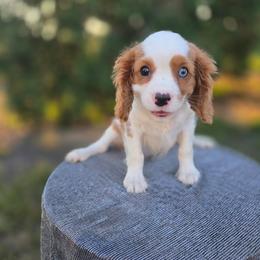 Thumper - Blenheim male Cavalier King Charles Spaniel puppy in Decatur, Illinois from Petite Pups